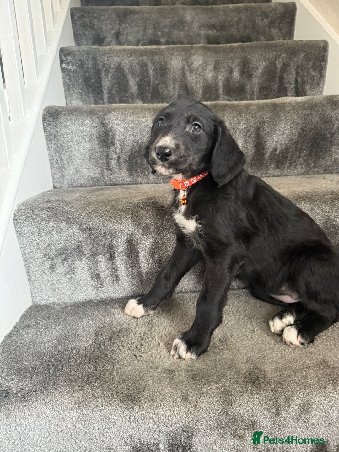 Mixed Breed dogs for sale: Lurcher puppies  - Image 18