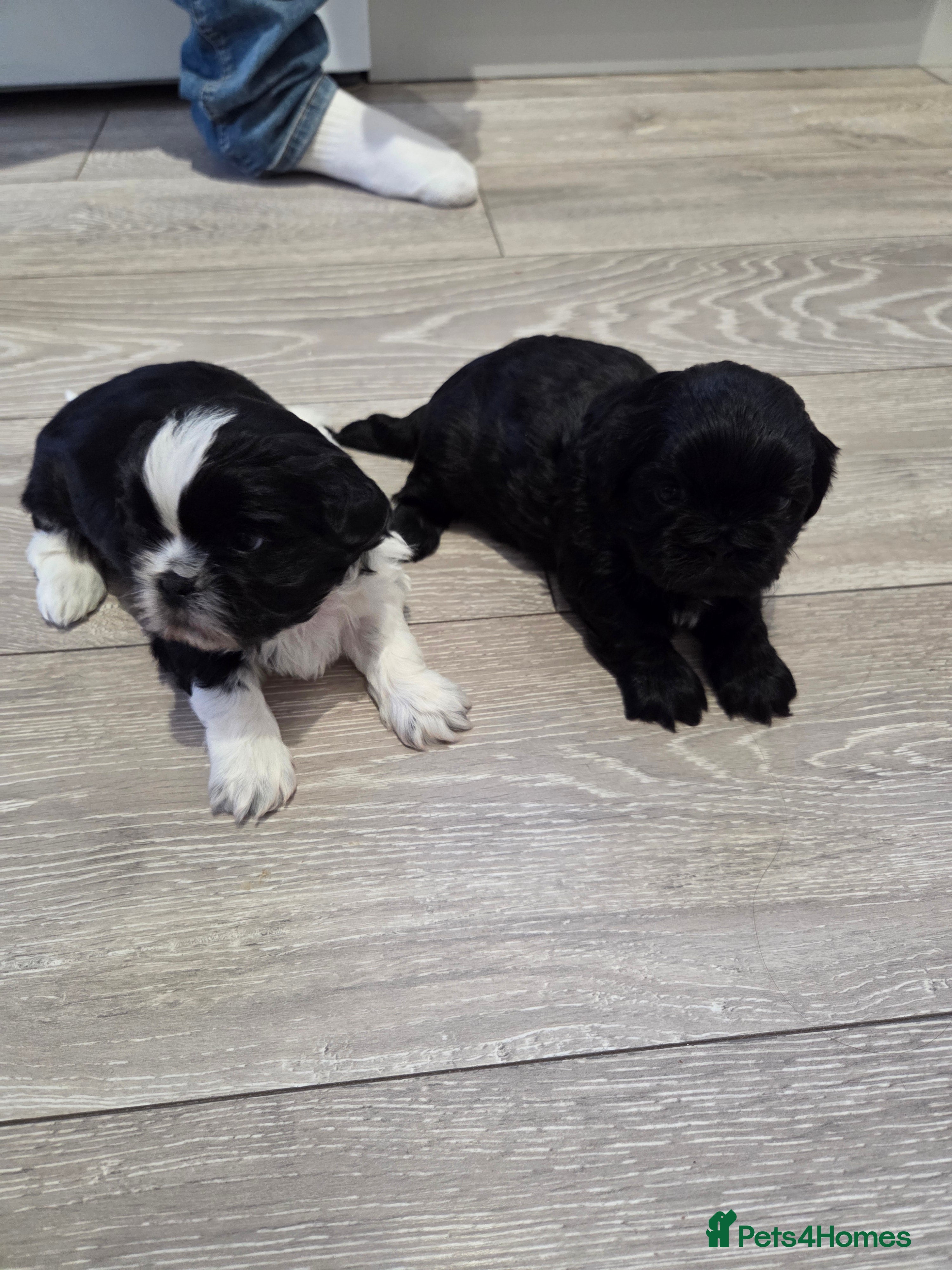 Shih Tzu dogs Shih tzu puppies  - Advert 6