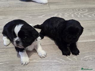 Shih Tzu dogs Shih tzu puppies - Advert 6