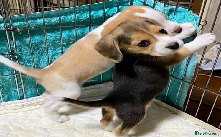 Beagle dogs - Advert 5