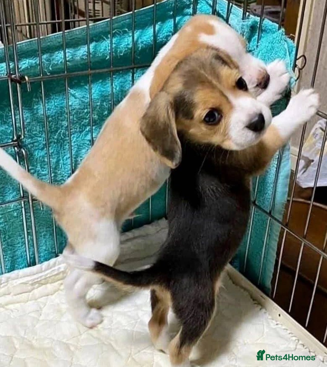 Beagle dogs for sale: Pedigree Beagle Puppies for Sale – Healthy - Image 1