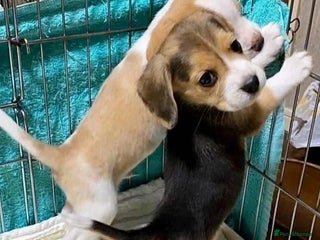 Beagle dogs - Advert 4