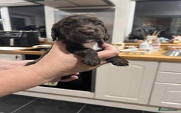 Cocker Spaniel dogs for sale: Cocker Spaniel Puppies - Image 3