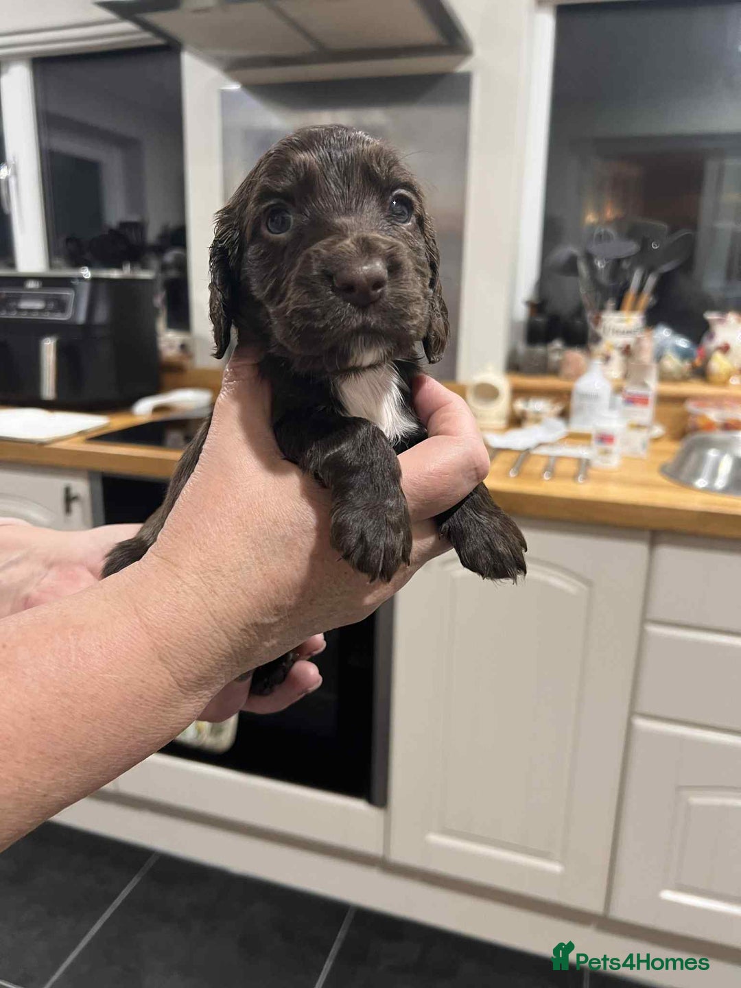 Cocker Spaniel dogs for sale: Cocker Spaniel Puppies - Image 3