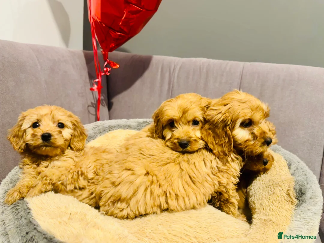 Cavapoo dogs for sale: Cavapoo puppies - Advert 5