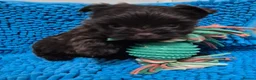 Yorkshire Terrier dogs for sale: Miniature Yorkshire Terrier  - Advert 2