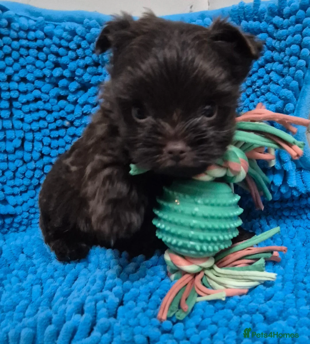 Yorkshire Terrier dogs for sale: Miniature Yorkshire Terrier  - Advert 2