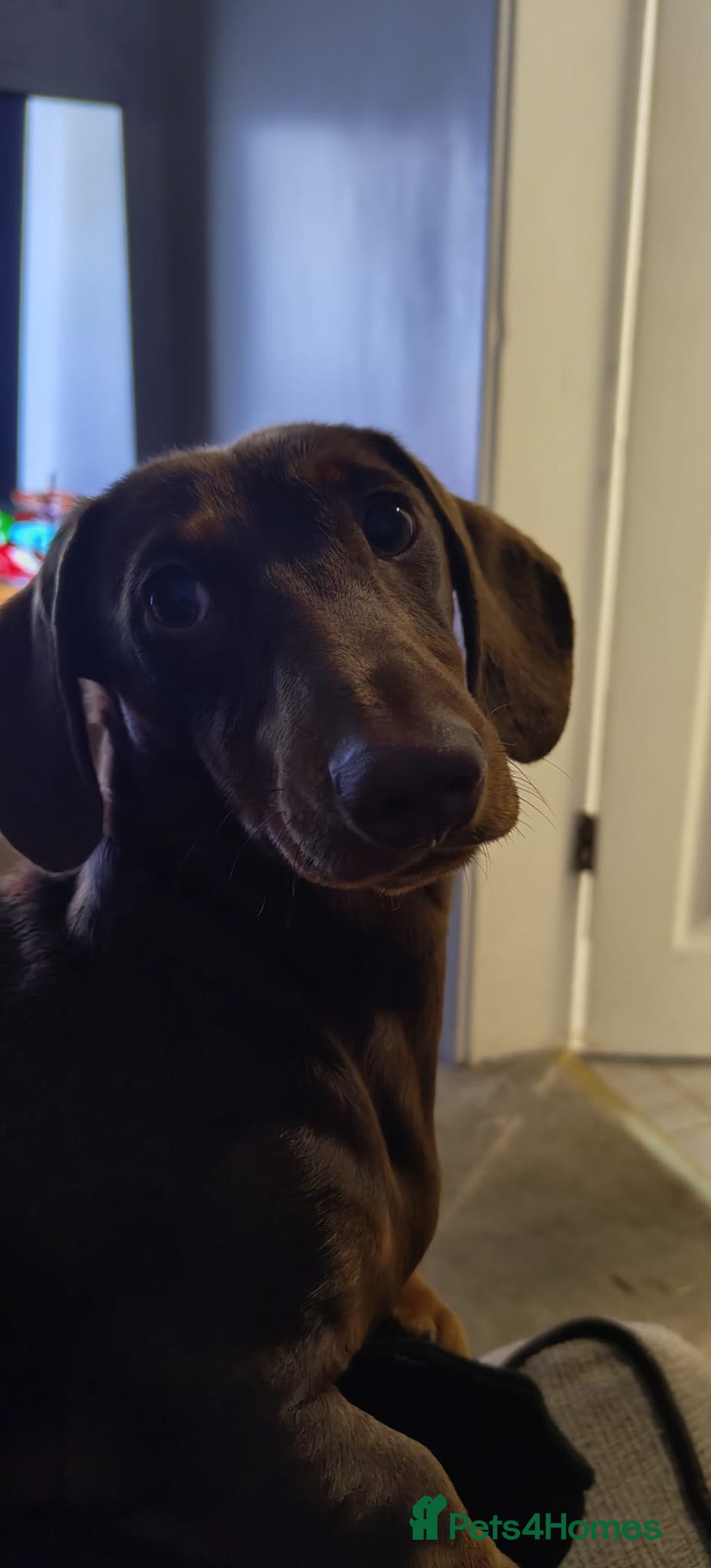 Dachshund dogs for sale: Two Dachshund Brothers - Image 13