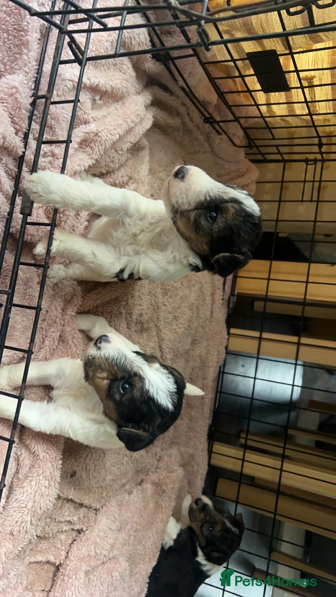 Fox Terrier dogs for stud: (TEDDY) Wire haired, fox terrier for STUD in Uttoxeter - Advert 5