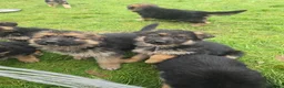 German Shepherd dogs for sale: Beautiful KC registered German Shepherd pups - Advert 5