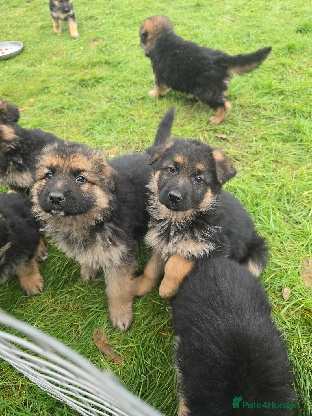 German Shepherd dogs for sale: Beautiful KC registered German Shepherd pups - Advert 5