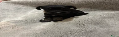 Miniature Schnauzer 6