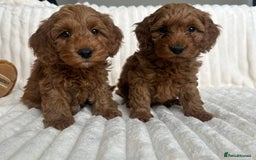 Cockapoo dogs for sale: HEALTH TESTED COCKAPOOS - Image 5