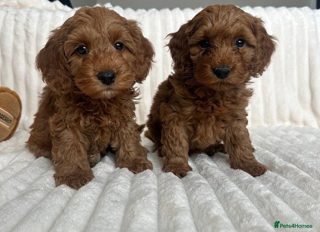 Cockapoo dogs for sale: HEALTH TESTED COCKAPOOS - Image 5