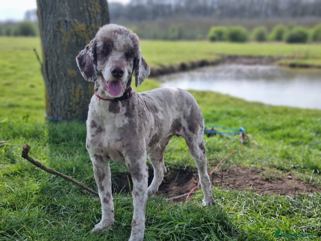 Bernedoodle dogs for sale: F1b Standard Bernedoodle  - Advert 6