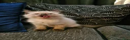 Ragdoll cats for sale: Ragdoll kittens ready now price dropped  - Advert 7
