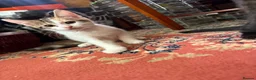 Mixed Breed cats for sale: 4 Beautiful Kittens in Erith - Advert 13