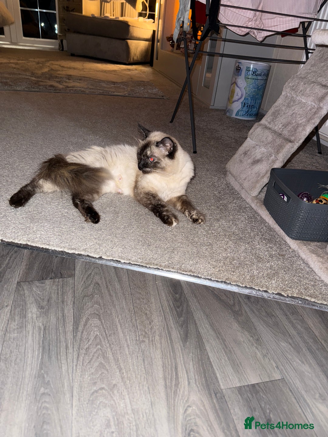 Ragdoll cats for sale: 🌟 Beautiful Ragdoll Kittens – Ready Soon! 🌟 - Image 11