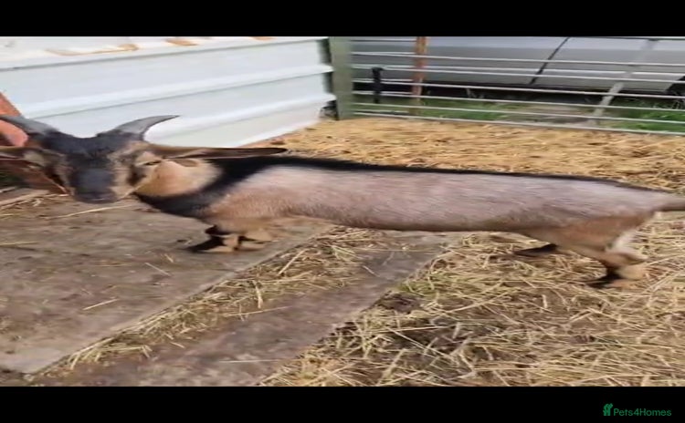Goats livestock - Advert 1