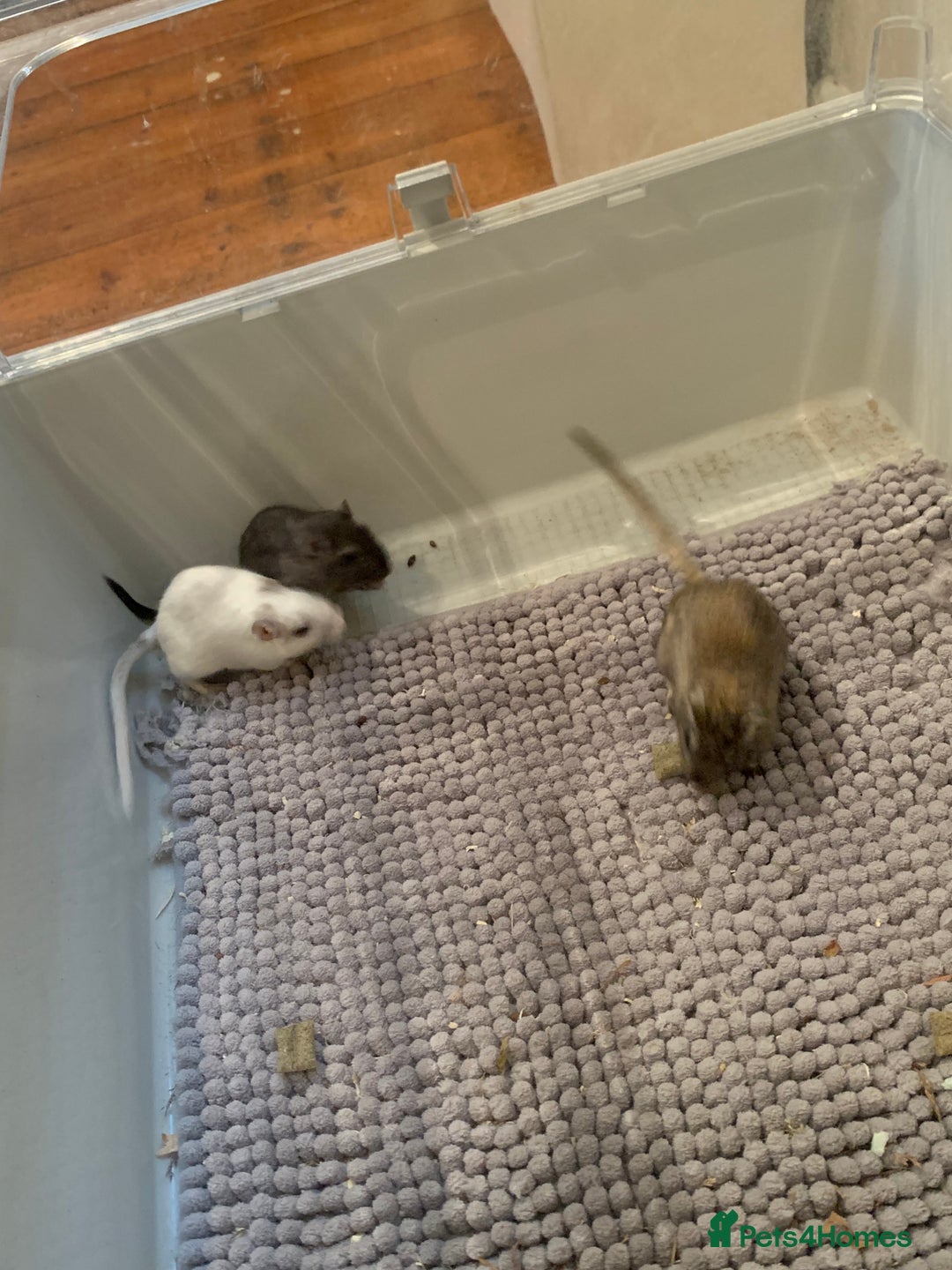 Gerbil rodents for sale: extremely friendly female gerbils - Advert 1
