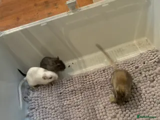 Gerbil rodents extremely friendly female gerbils - Advert 9