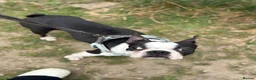 Boston Terrier dogs for sale: Beautiful Boston terrier  in Ashford - Advert 5