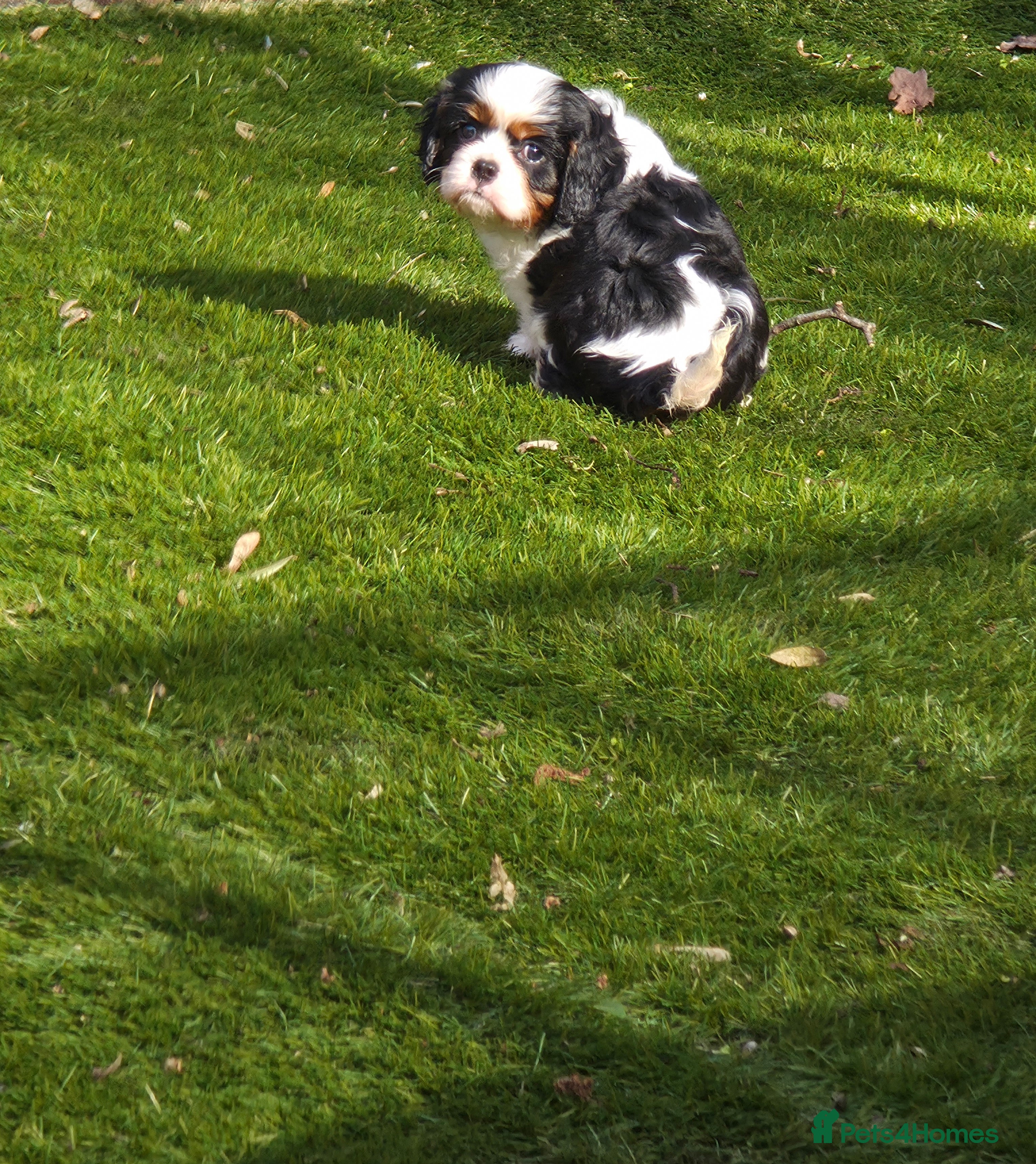 Cavalier King Charles Spaniel dogs KC Cavalier King Charles puppies - Advert 1