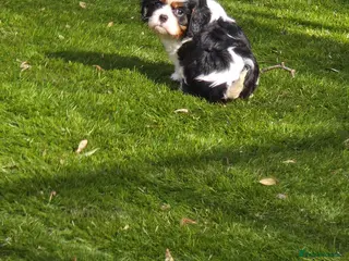 Cavalier King Charles Spaniel dogs KC Cavalier King Charles puppies - Advert 1