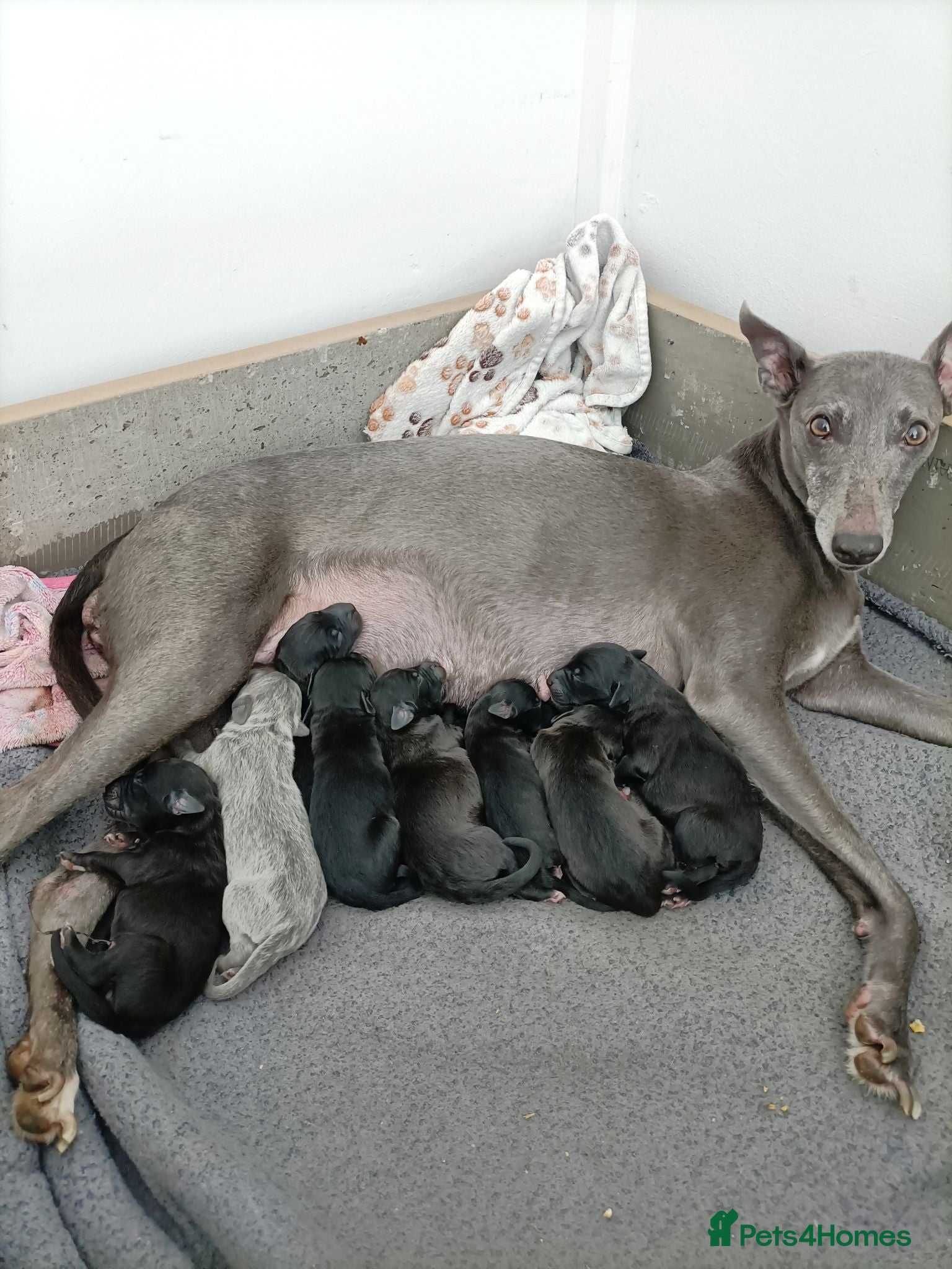 Mixed Breed dogs 8 Bedlington/Whippet Puppies - Advert 1