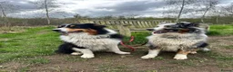 Australian Shepherd dogs for sale: Australian Shepherd Puppies - Advert 11