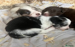 Border Collie dogs for sale: Border Collie pup- Merle, Black, Chocolate, Blonde - Image 25
