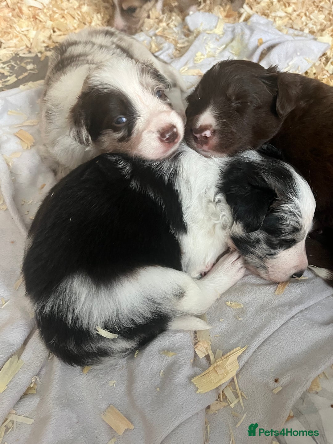 Border Collie dogs for sale: Border Collie pup- Merle, Black, Chocolate, Blonde - Image 25
