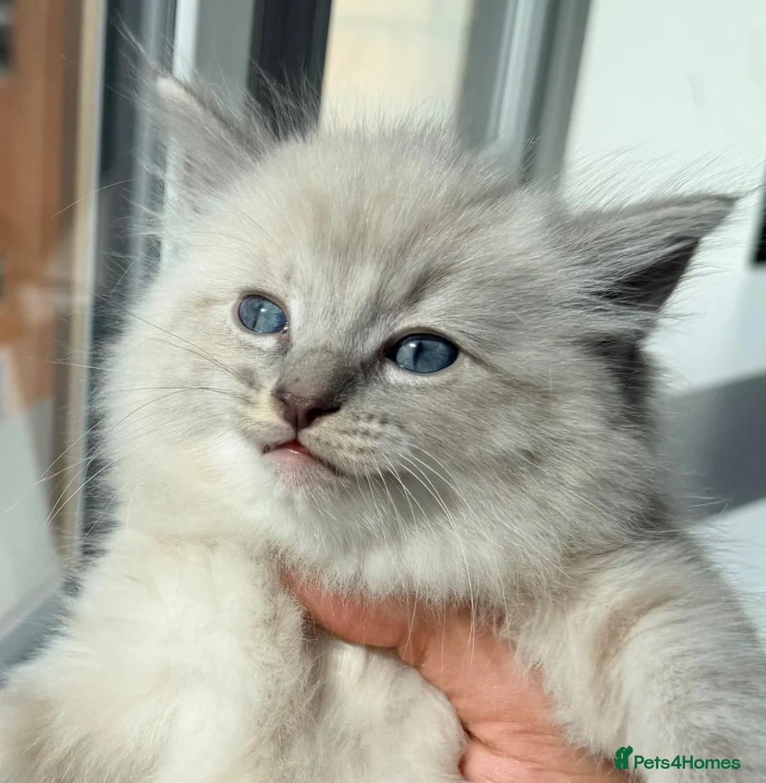 Ragdoll cats for sale: Fluffy Ragdoll X Bengal Kitten  - Advert 2