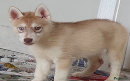 Siberian Husky dogs for sale: KC litter 5* rating by buyers REDUCED  - Image 28