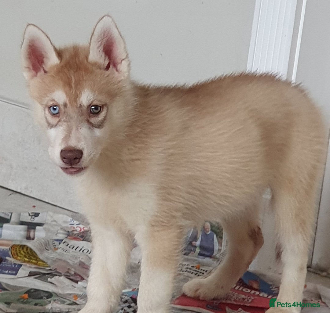 Siberian Husky dogs for sale: KC litter 5* rating by buyers REDUCED  - Image 28
