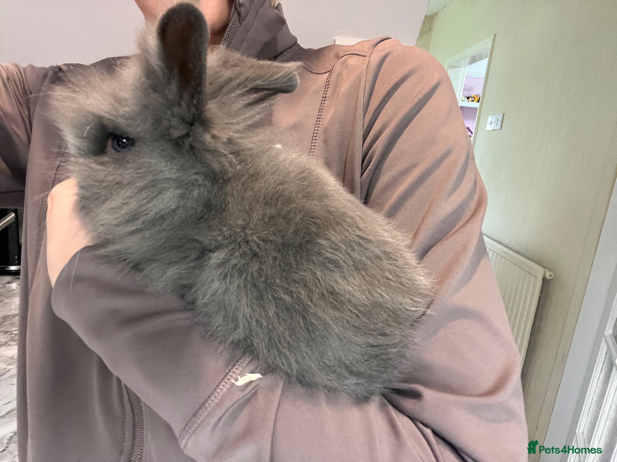 Lionhead rabbits Double Lionhead baby rabbits  - Advert 2