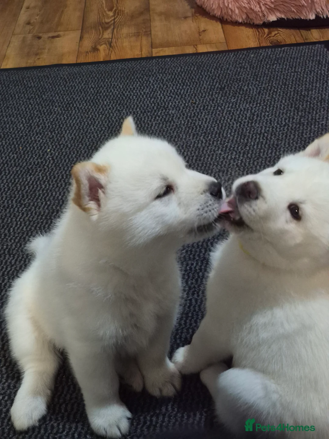 Mixed Breed dogs for sale: Siberian husky/ chow chow (chowski) - Advert 3