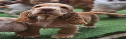 Cocker Spaniel dogs for sale: KC REG SHOW COCKER SPANIELS - Advert 8