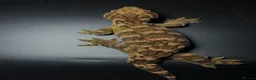 Gecko reptiles for sale: Lechianous gecko female (nu ana) rtb - Advert 1