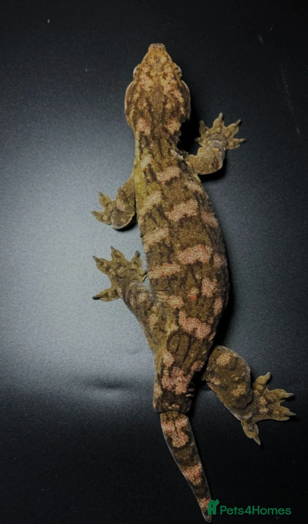 Gecko reptiles for sale: Lechianous gecko female (nu ana) rtb - Advert 1