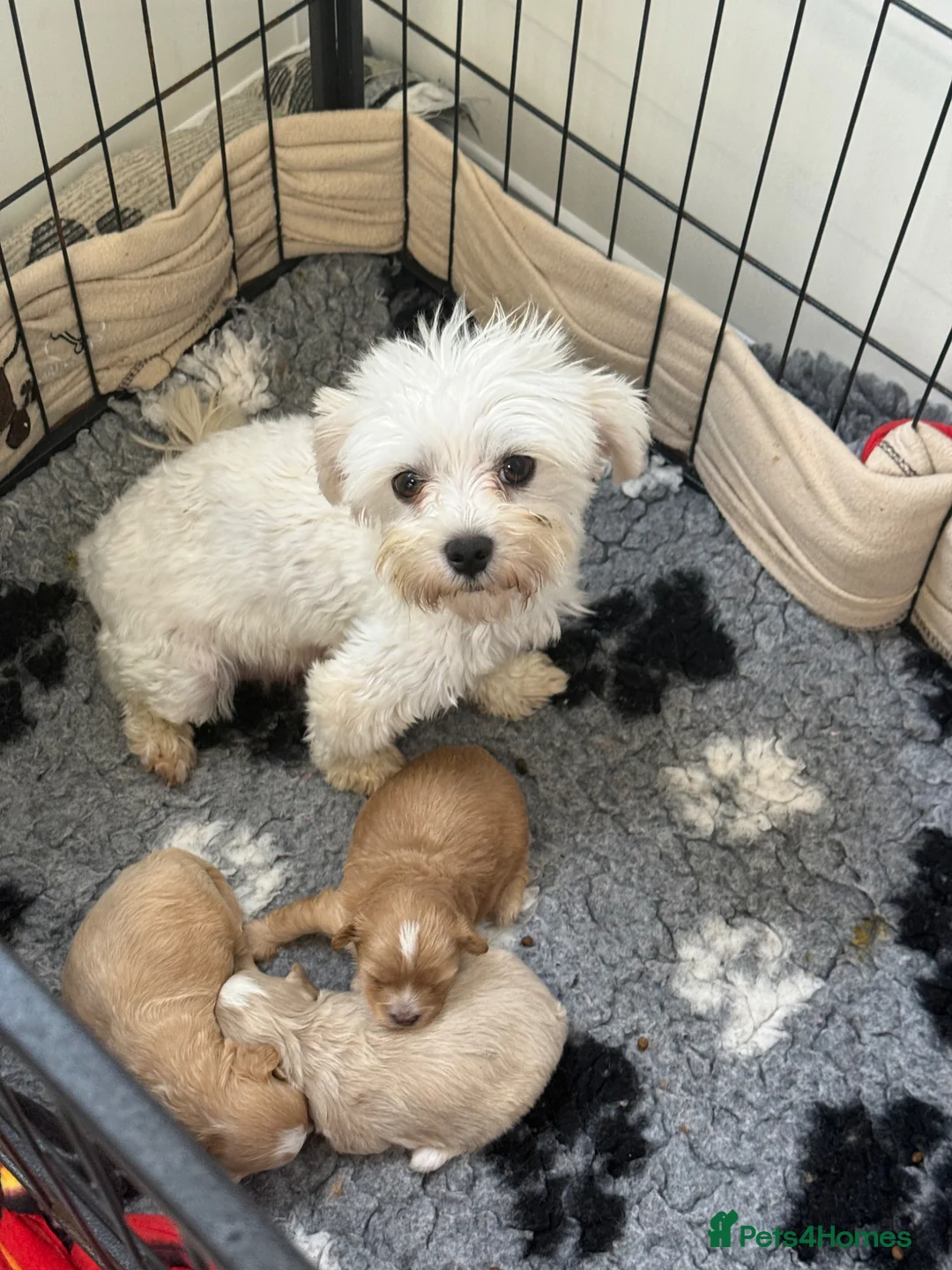 Maltipoo dogs for sale: Stunning Maltipoo’s - Advert 13