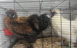 Chickens poultry for sale: Silkie Cockerels - Image 2