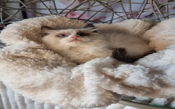 Ragdoll cats for sale: Quality Tica reg Ragdoll kittens  - Image 24