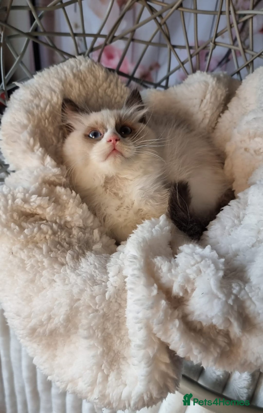 Ragdoll cats for sale: Quality Tica reg Ragdoll kittens  - Image 24
