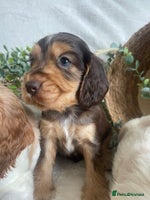 Cocker Spaniel dogs - Advert 1