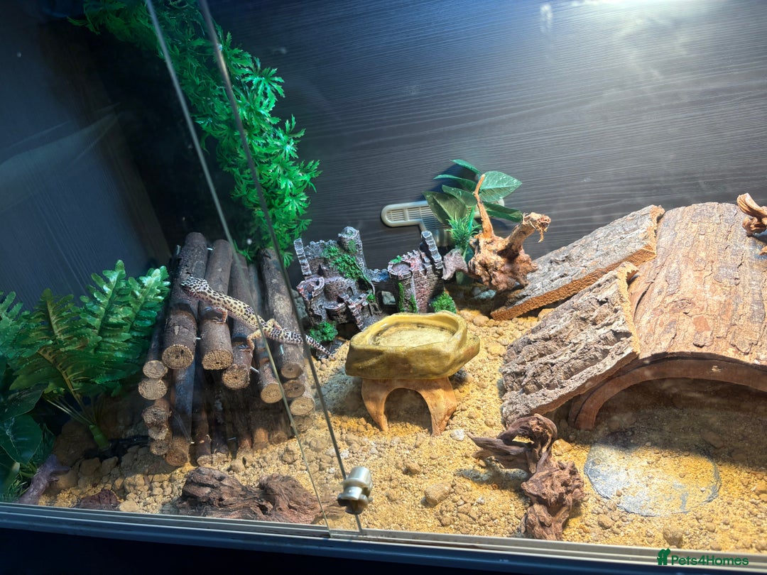Leopard Gecko reptiles for sale: 6 month old leopard gecko and set up  - Image 5