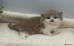 British Shorthair cats for sale: PEDIGREE REGISTERED CHUNKY BRITISH SHORTHAIRS  - Image 3
