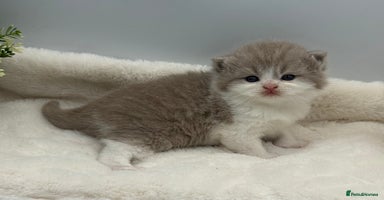 British Shorthair cats - Advert 1