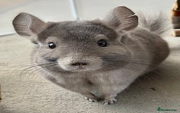 Chinchilla rodents for sale: Ned - Male violet chinchilla 1 year old  - Image 1