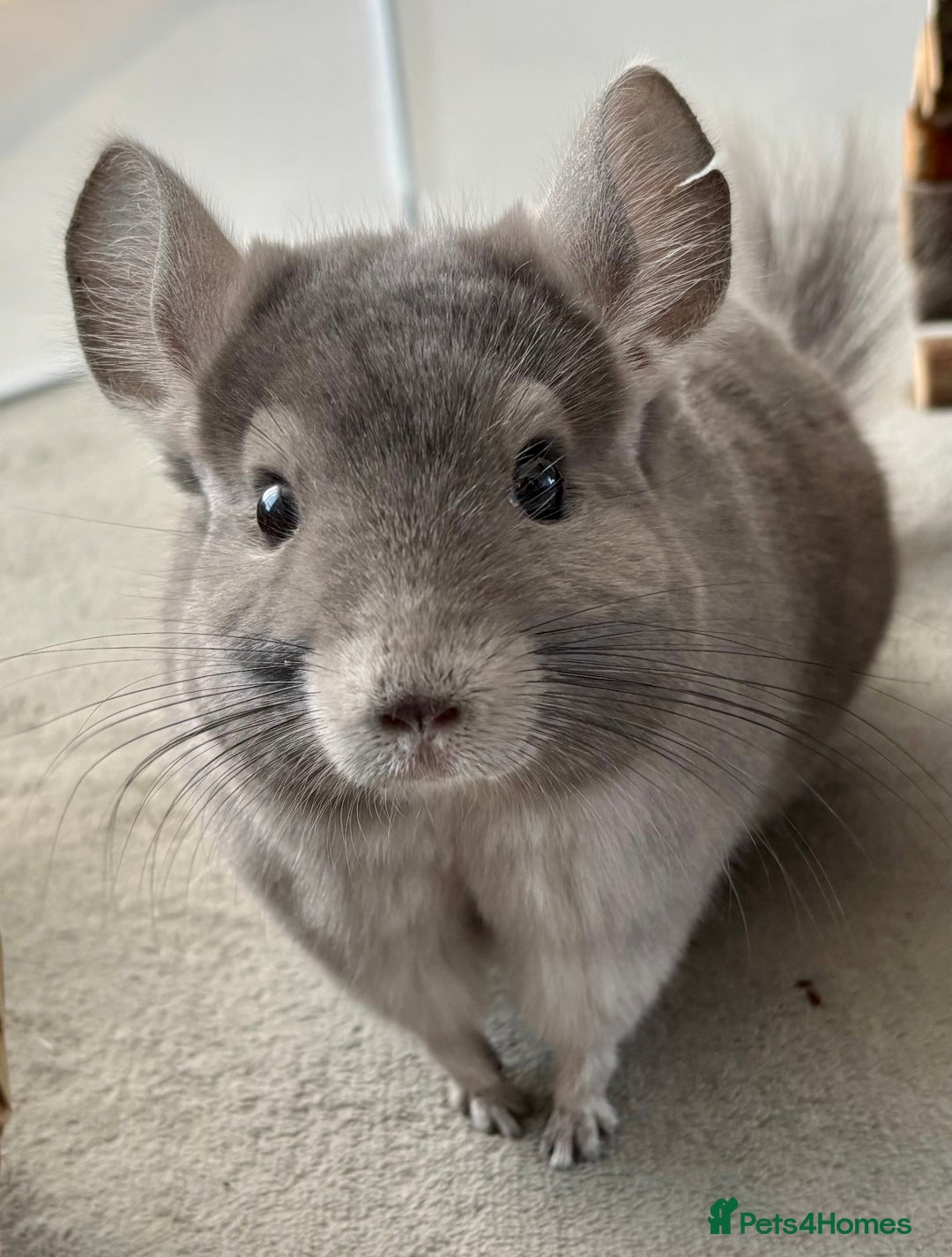Chinchilla rodents for sale: Ned - Male violet chinchilla 1 year old  - Image 1